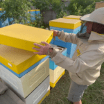 Популярные пчелиные улики