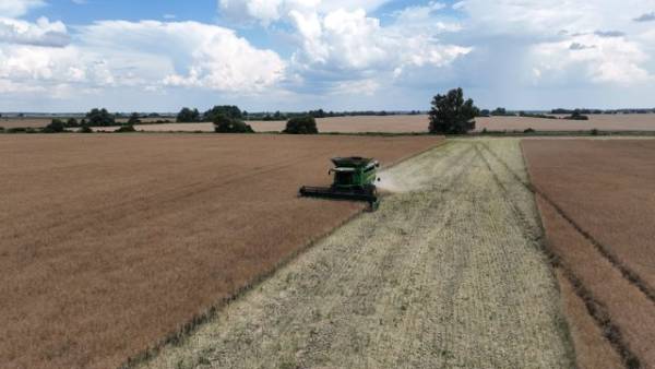Україна збільшить урожай зернових, але скоротить експорт