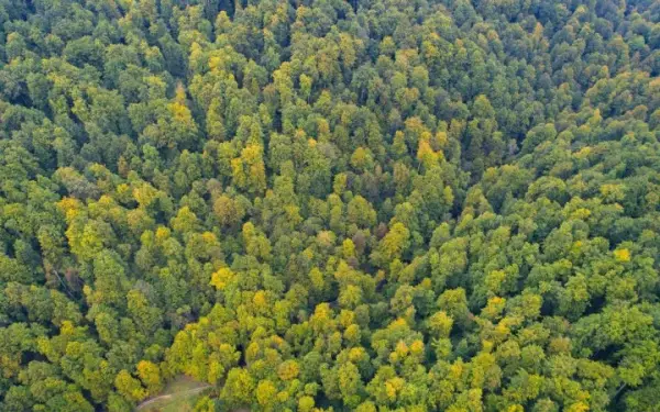 Німеччина інвестує 10 млн євро в охорону природної спадщини України