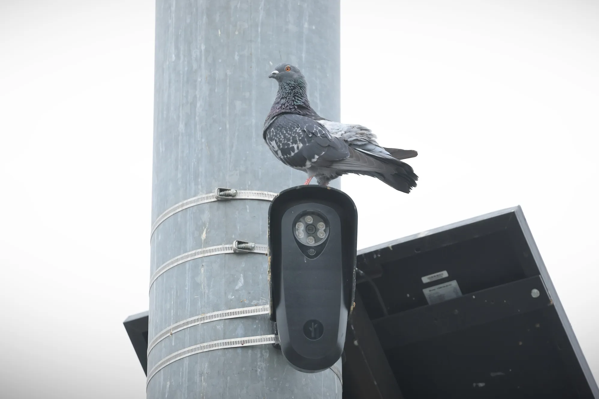 Флорида та Техас блокують камери Flock через занепокоєння щодо конфіденційності 2