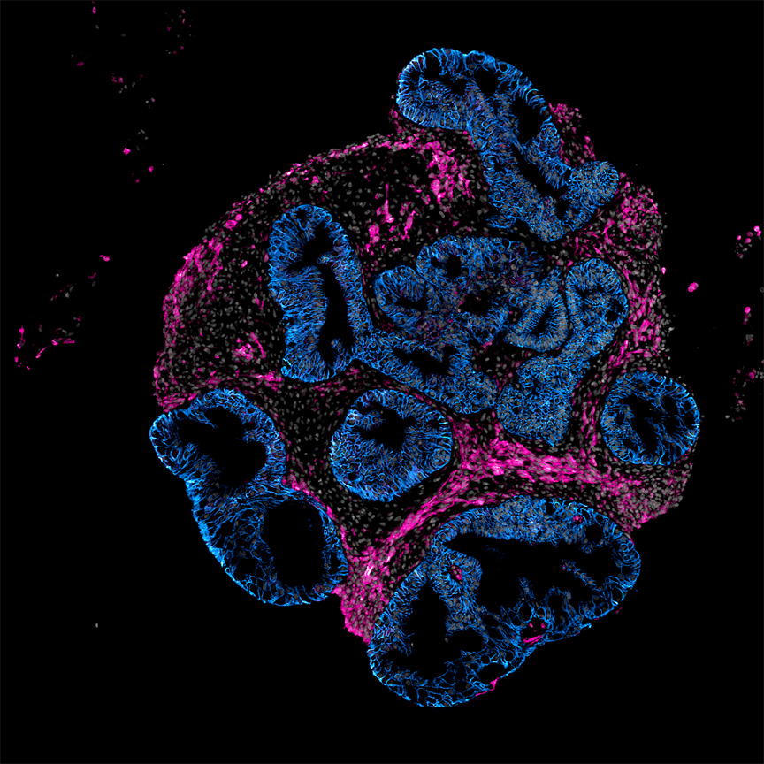 Intero Biosystems закликає тестувати ліки на міні-кишківнику замість тварин 2